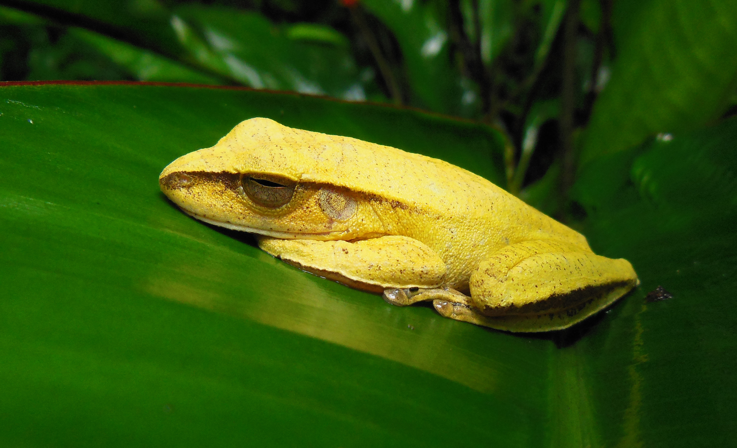 A tropical biodiversity collapse is imminent, scientists warn