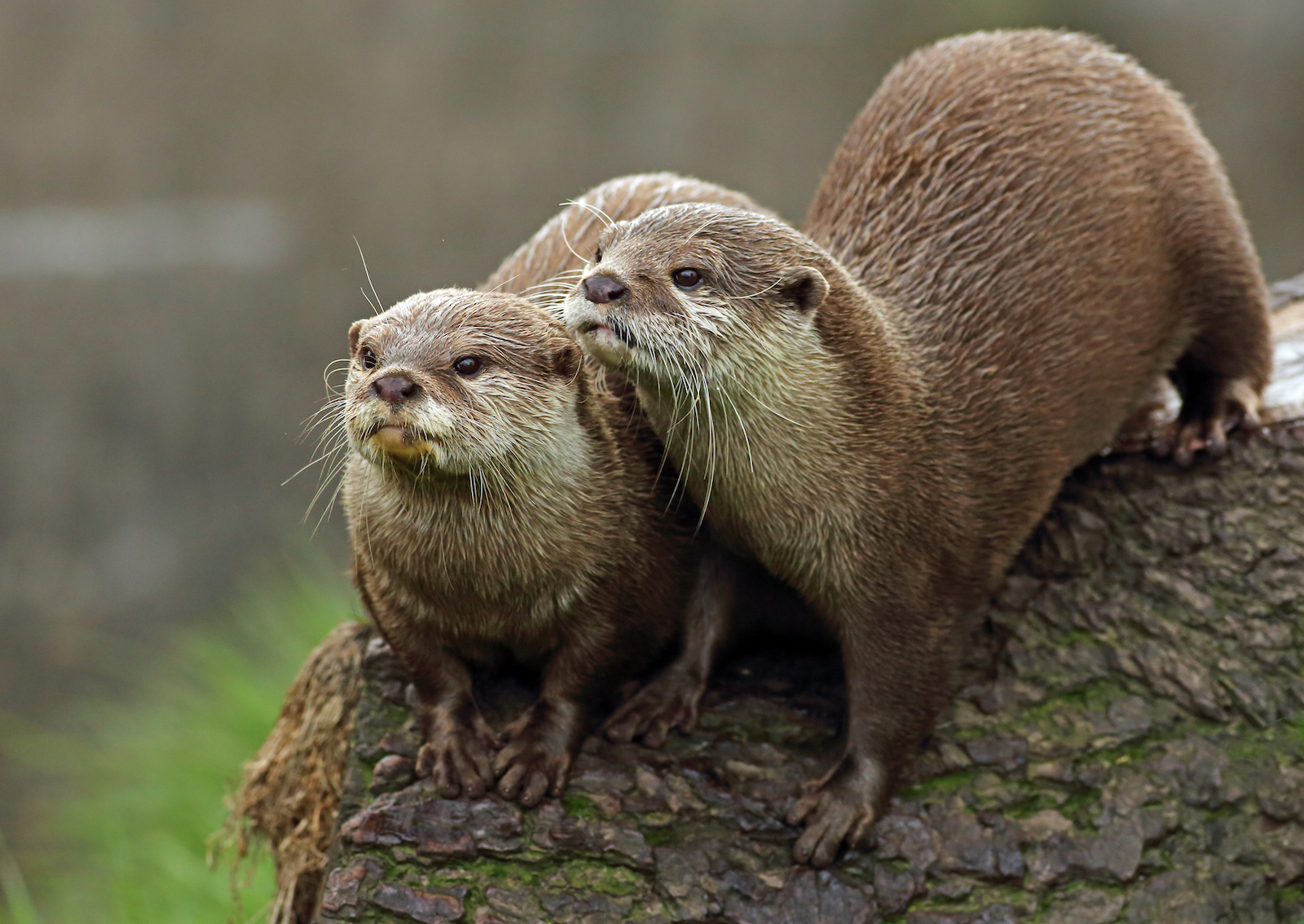 The internet is helping fuel global wildlife trafficking