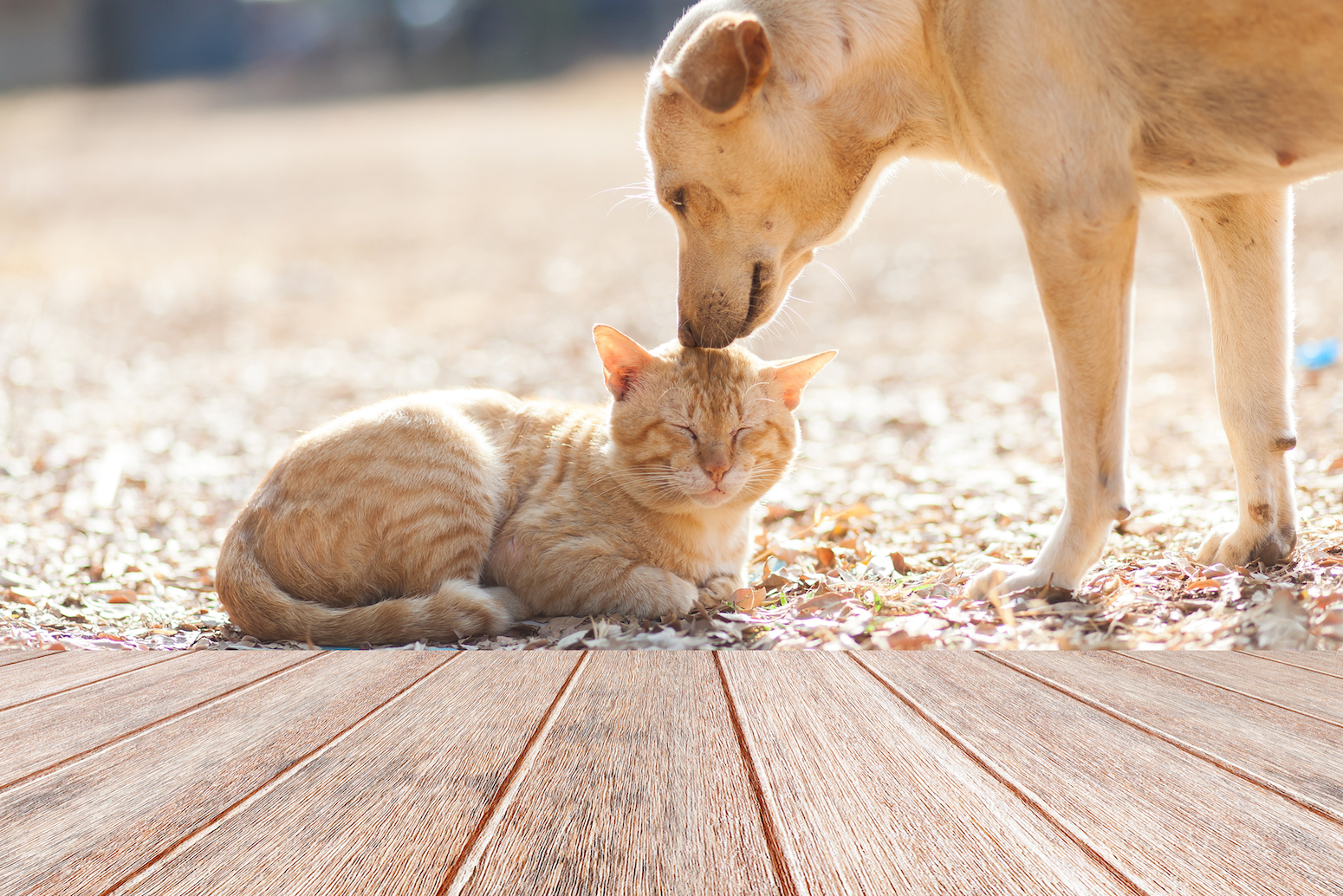 When it comes to getting along with dogs, cats are in charge