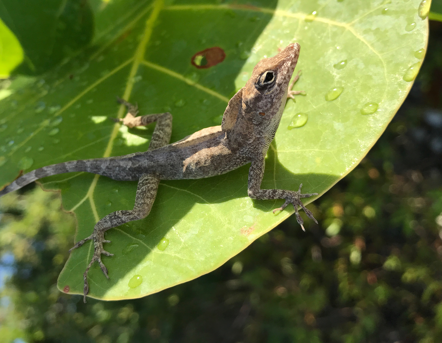 Large toe pads give some lizards a leg up during a hurricane