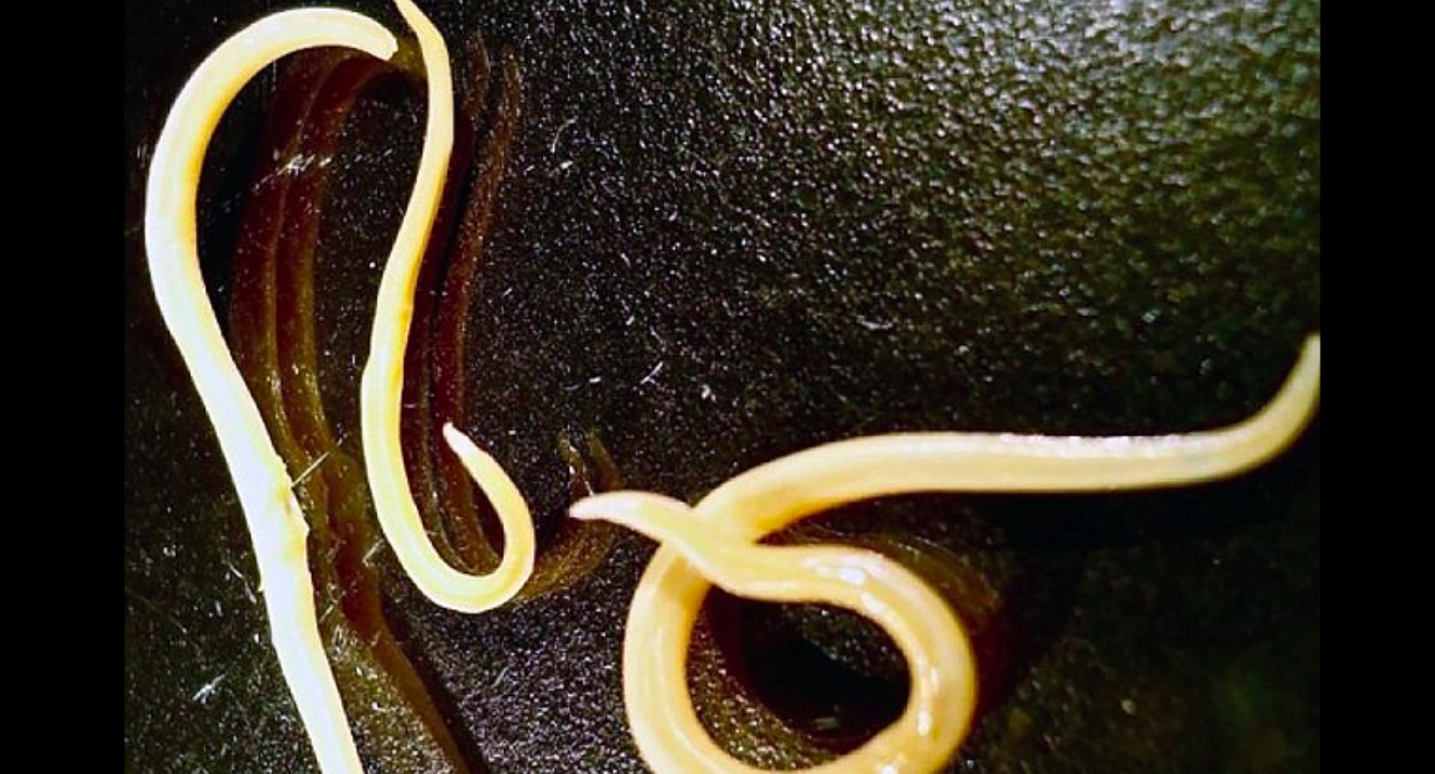 Worms frozen for thousands of years brought back to life