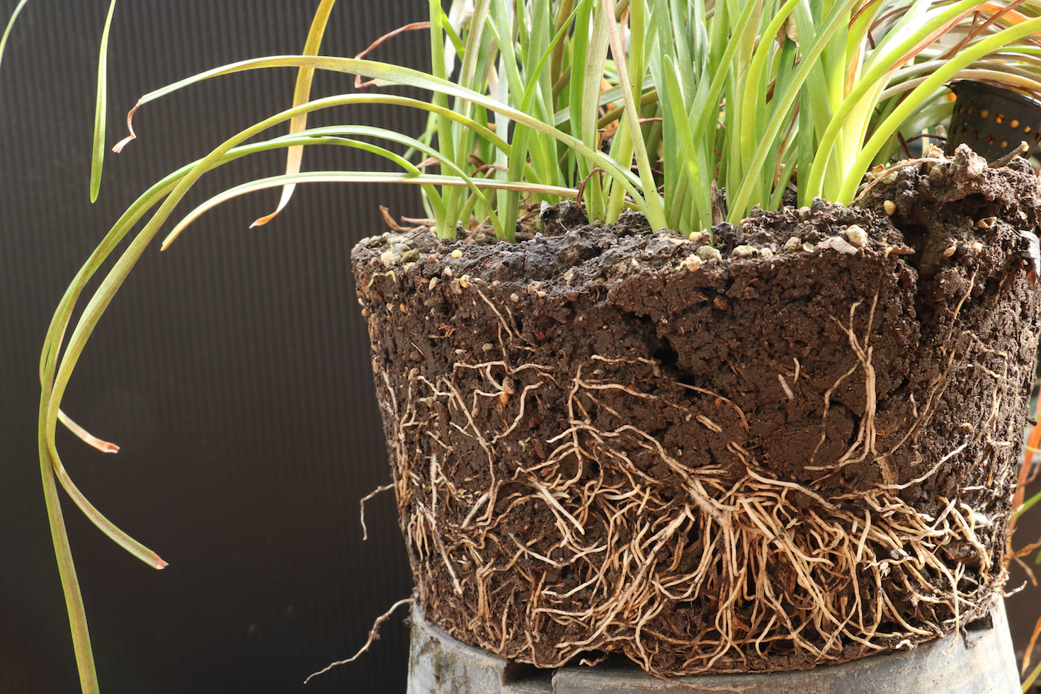 How plant roots regenerate their tips to ensure growth