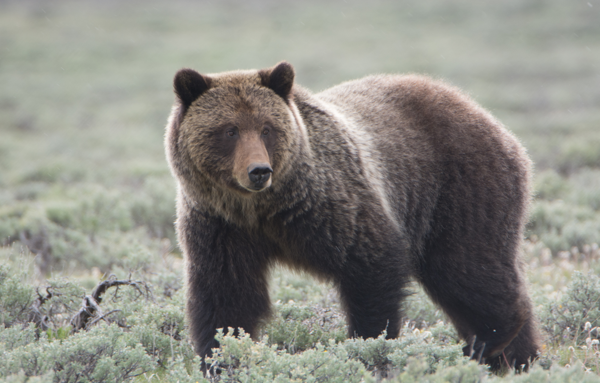 Scientists, activists say it’s too soon to hunt grizzly bears