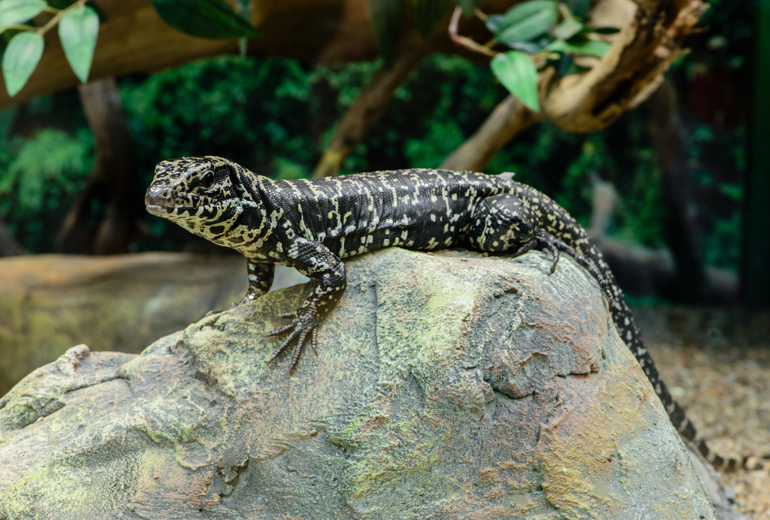 Invasive Tegu lizards pose a big problem in the southern US