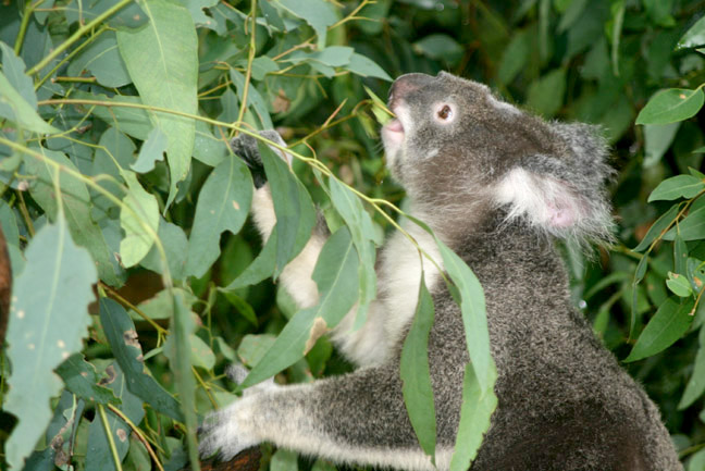 Koalas have a secret defense against viral attacks