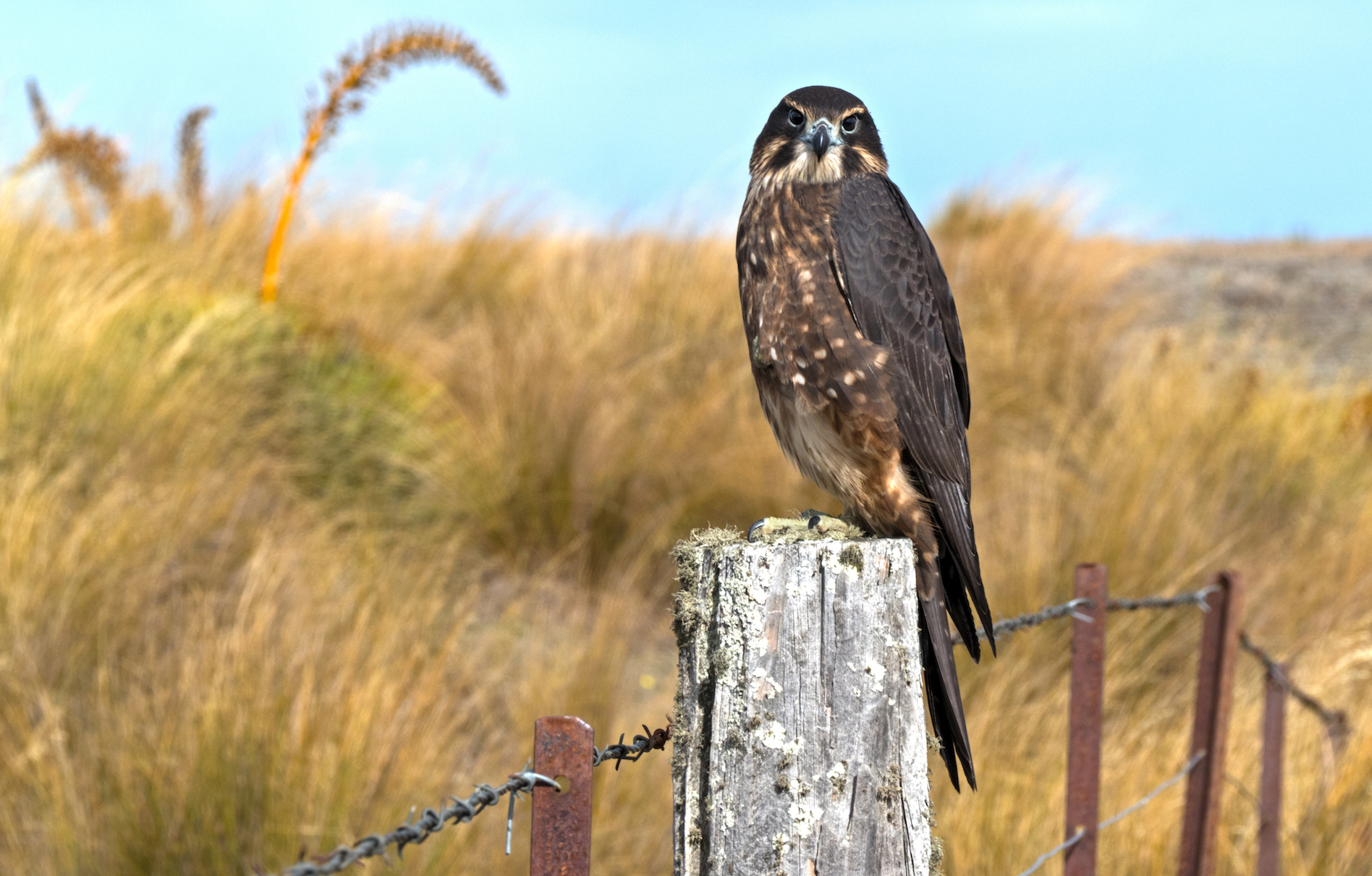 Across the globe, animals help to protect agriculture