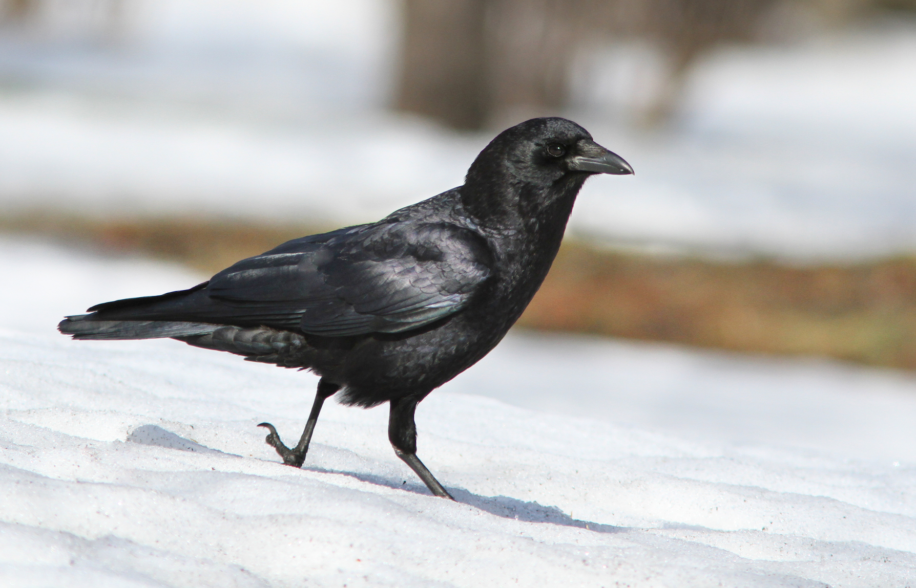 For some birds, flying south for the winter is optional