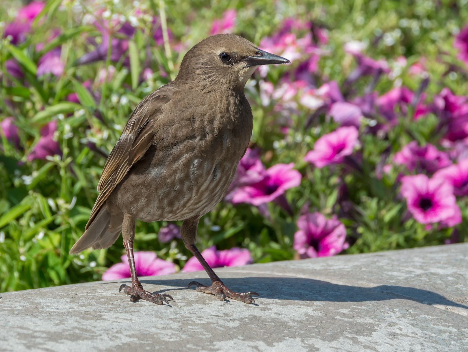 Antidepressants in waterways are hindering mating time for birds
