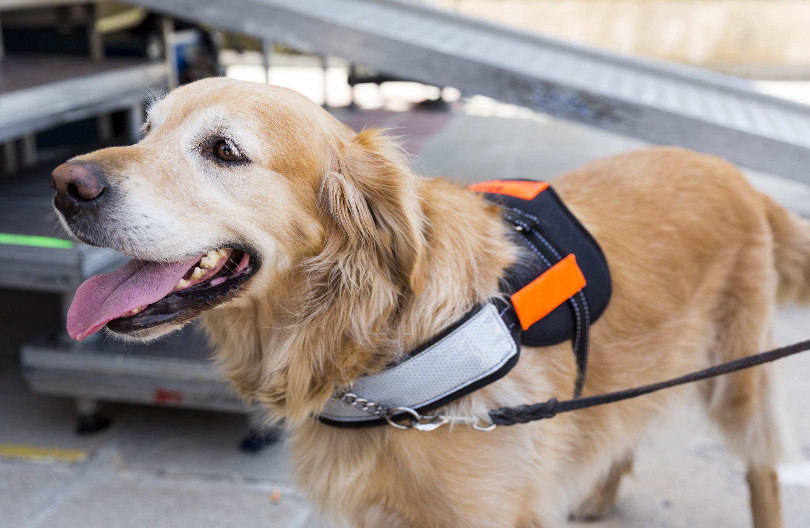 Debate hovers over emotional support animals in school, court