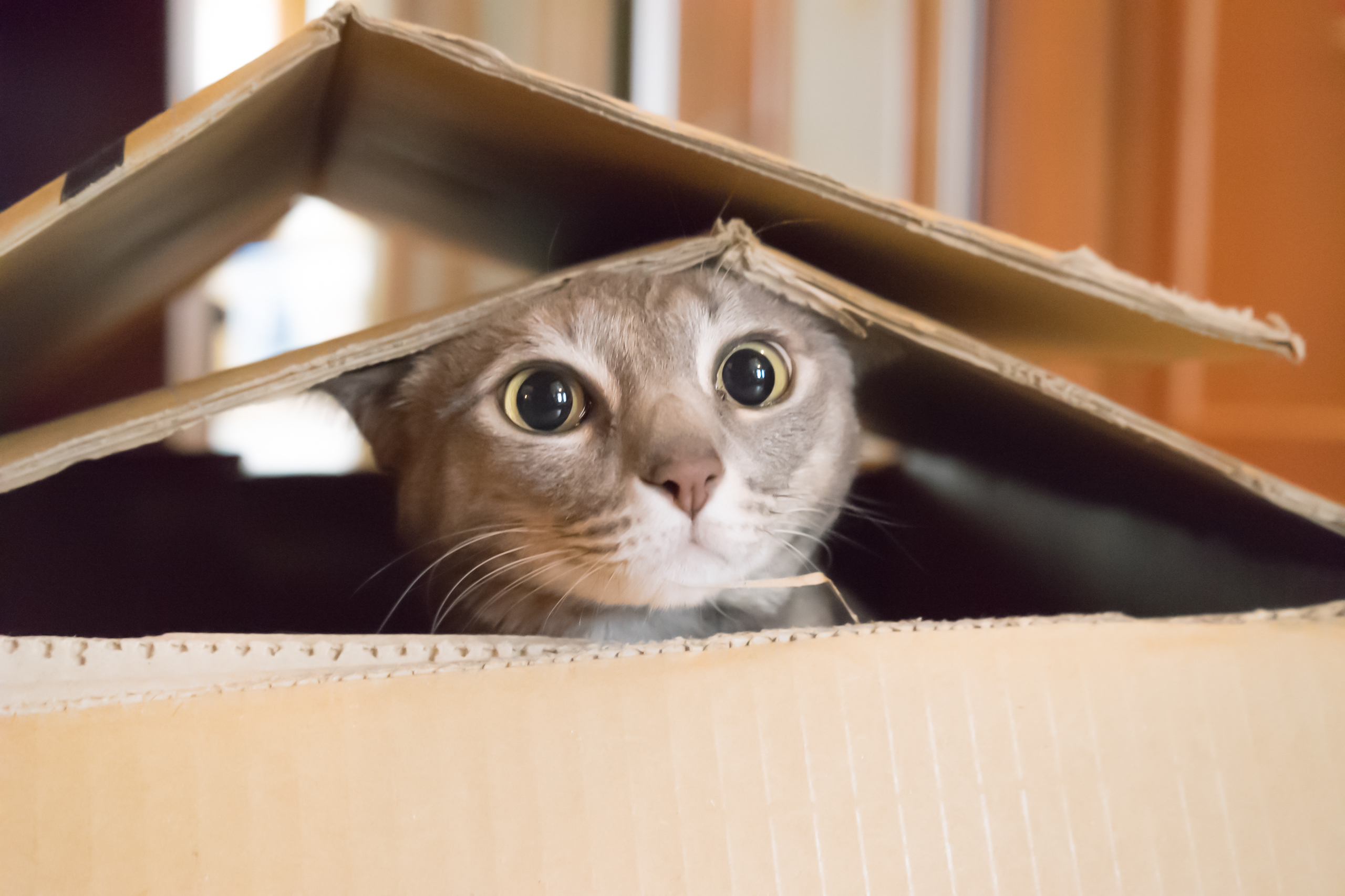 Cats love boxes because the confined space makes them feel safe