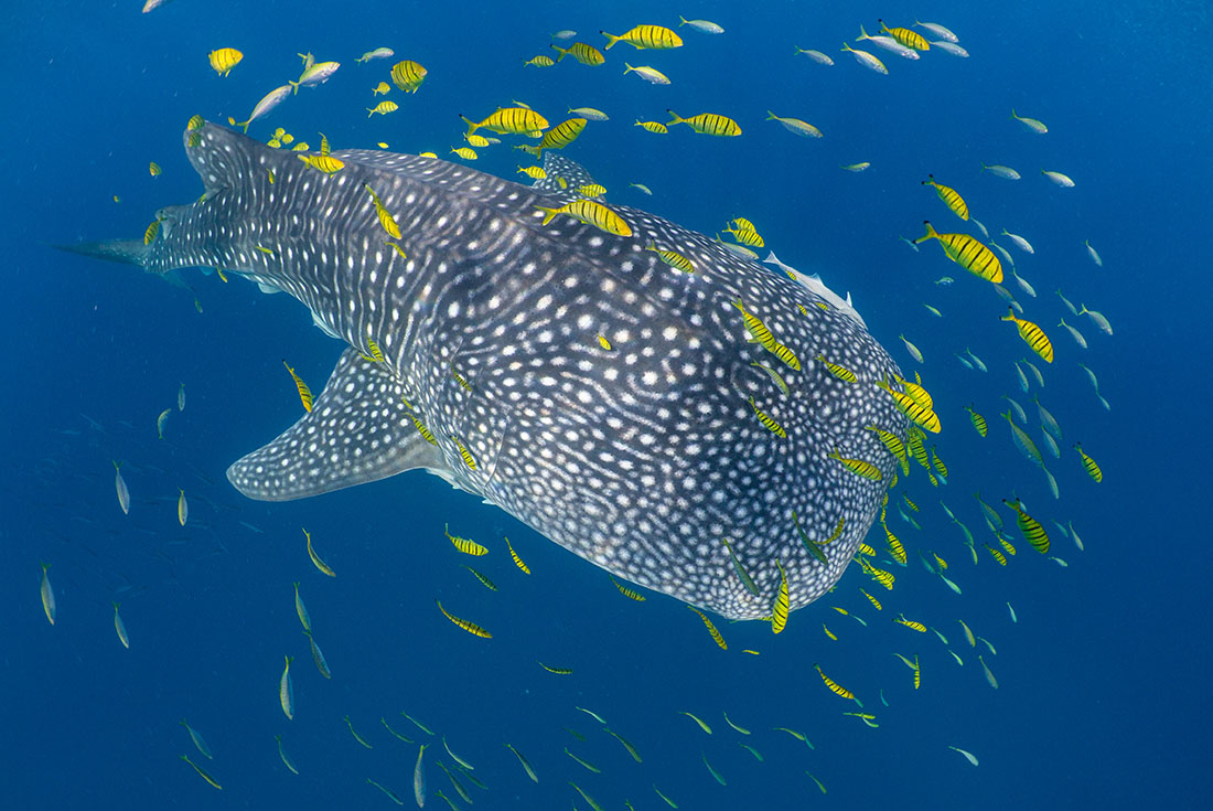 Whale sharks prefer to stay close to home, new analysis shows