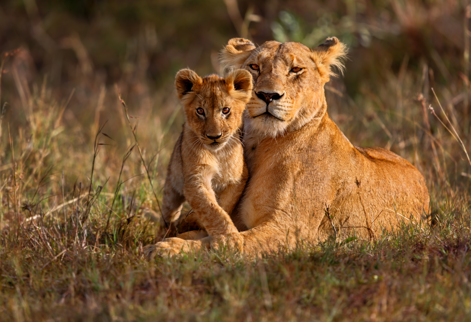 For lions, voluntourism trips often do more harm than good