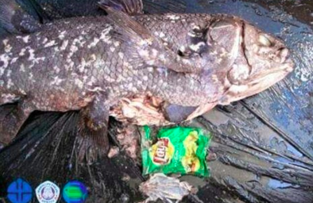 Primitive fish found dead after choking on Lay’s potato chip bag