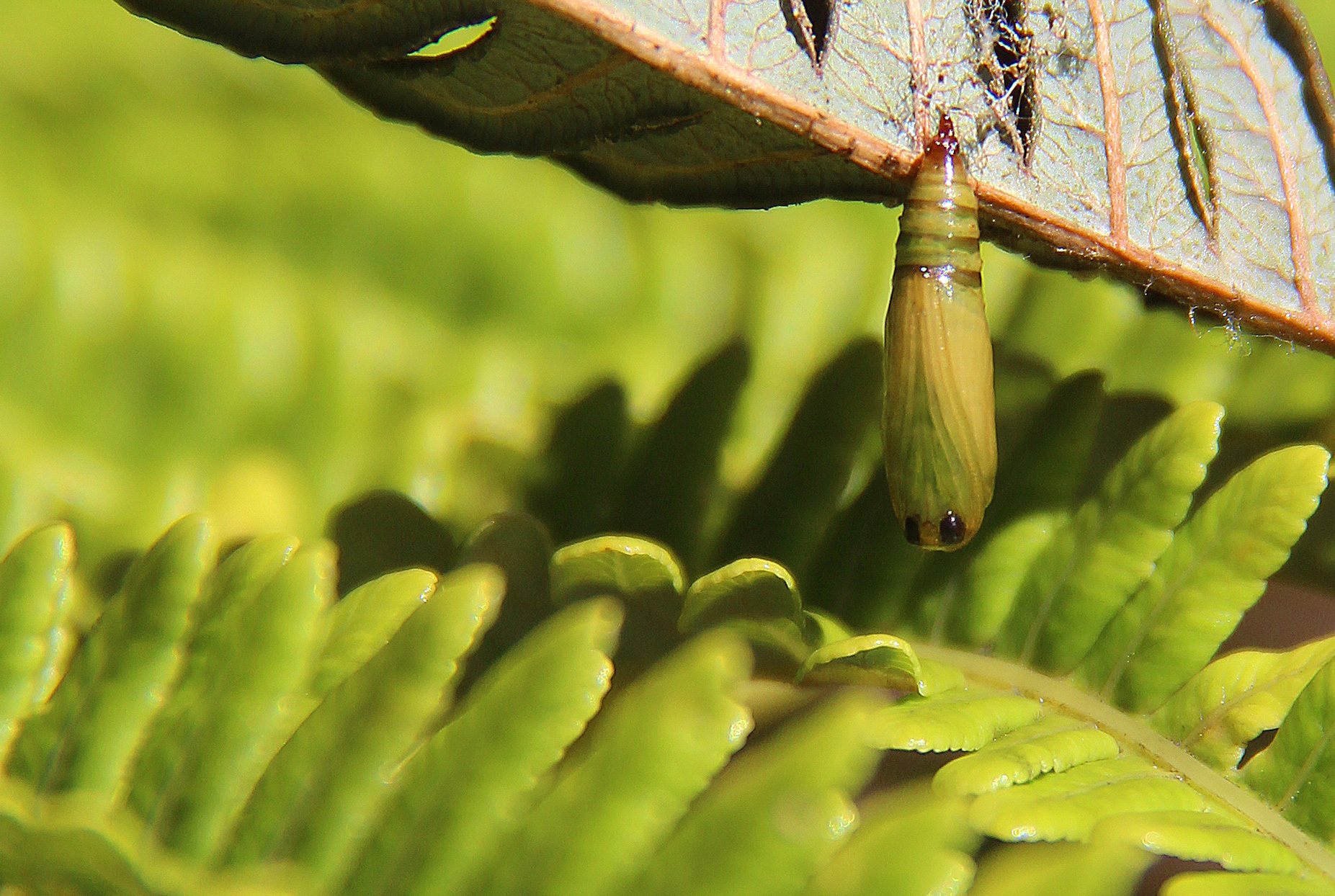 Carnivorous caterpillars are hungry… for flesh