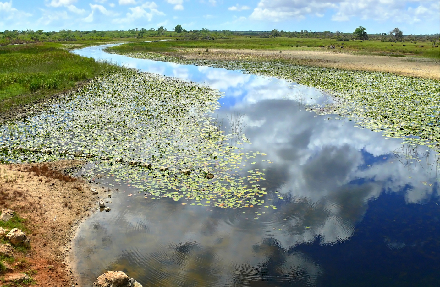 Phytoplankton can influence cloud formation and movement
