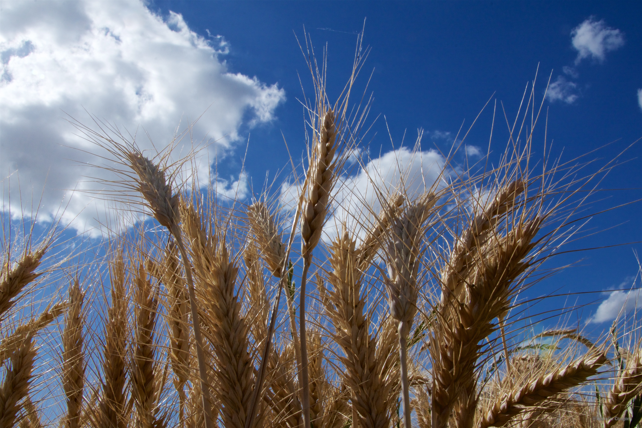 High quality genome sequence will revolutionize wheat crops
