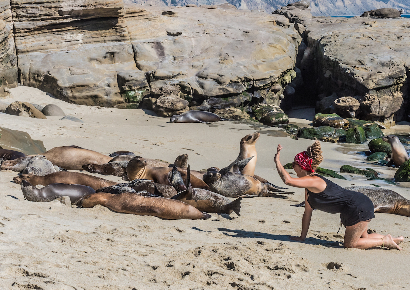 When tourists get too close to wildlife, it won’t end well