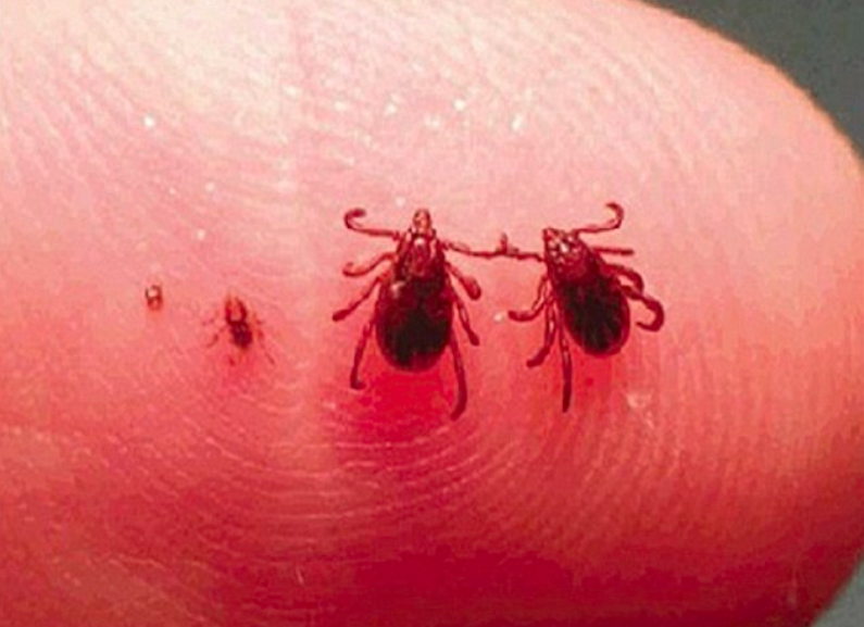 New deadly tick infection could spread from Mexico to the US