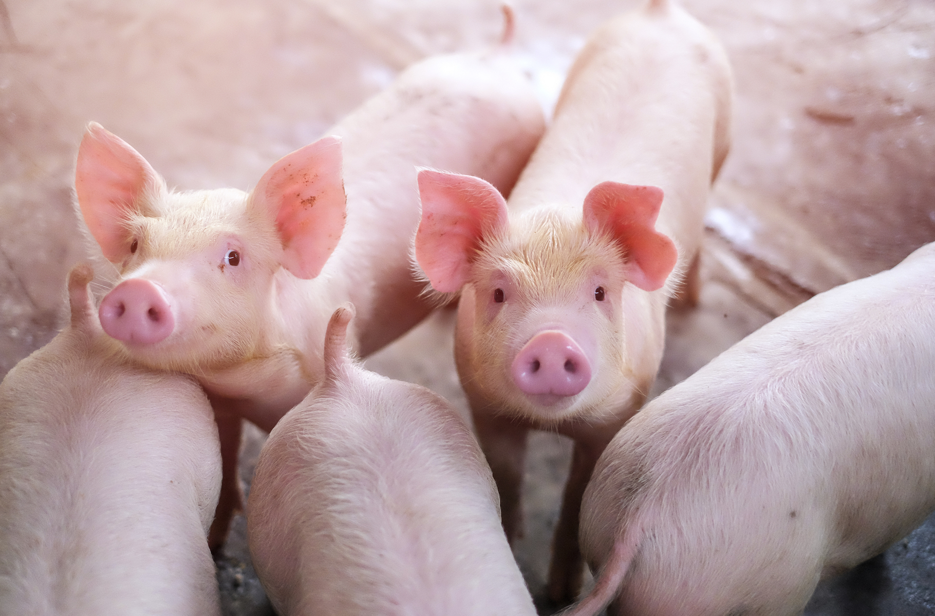 Pigs can recognize human faces using our mouths and noses