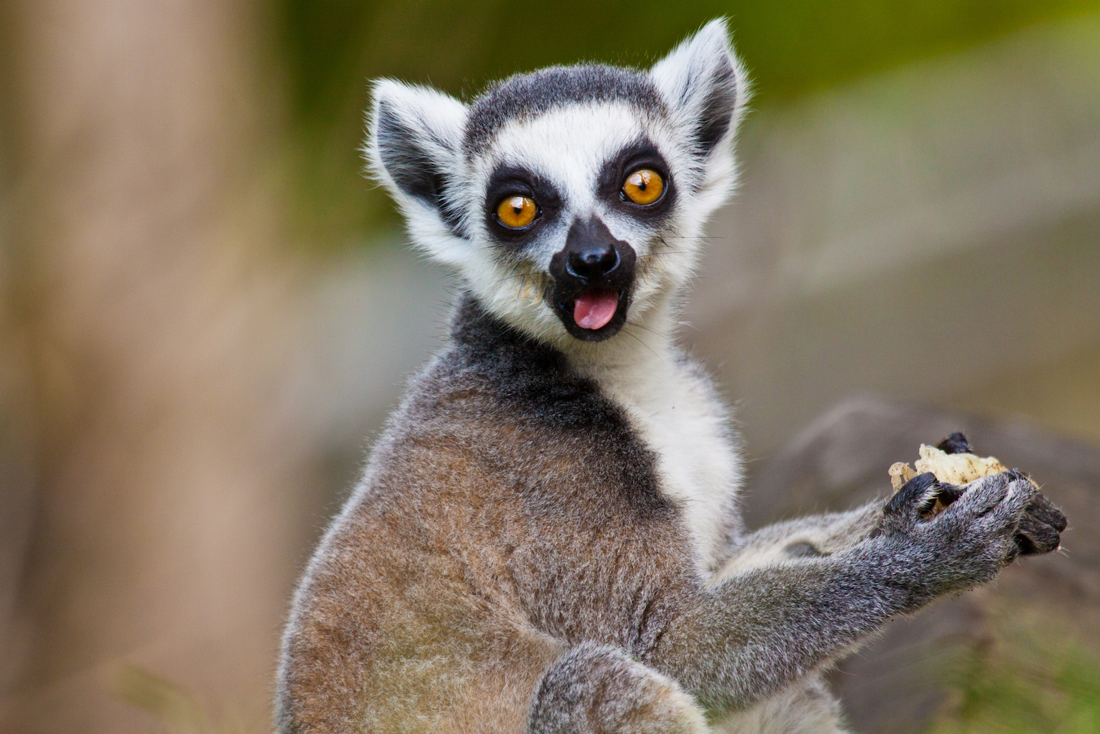 When did the famous lemurs first arrive in Madagascar?