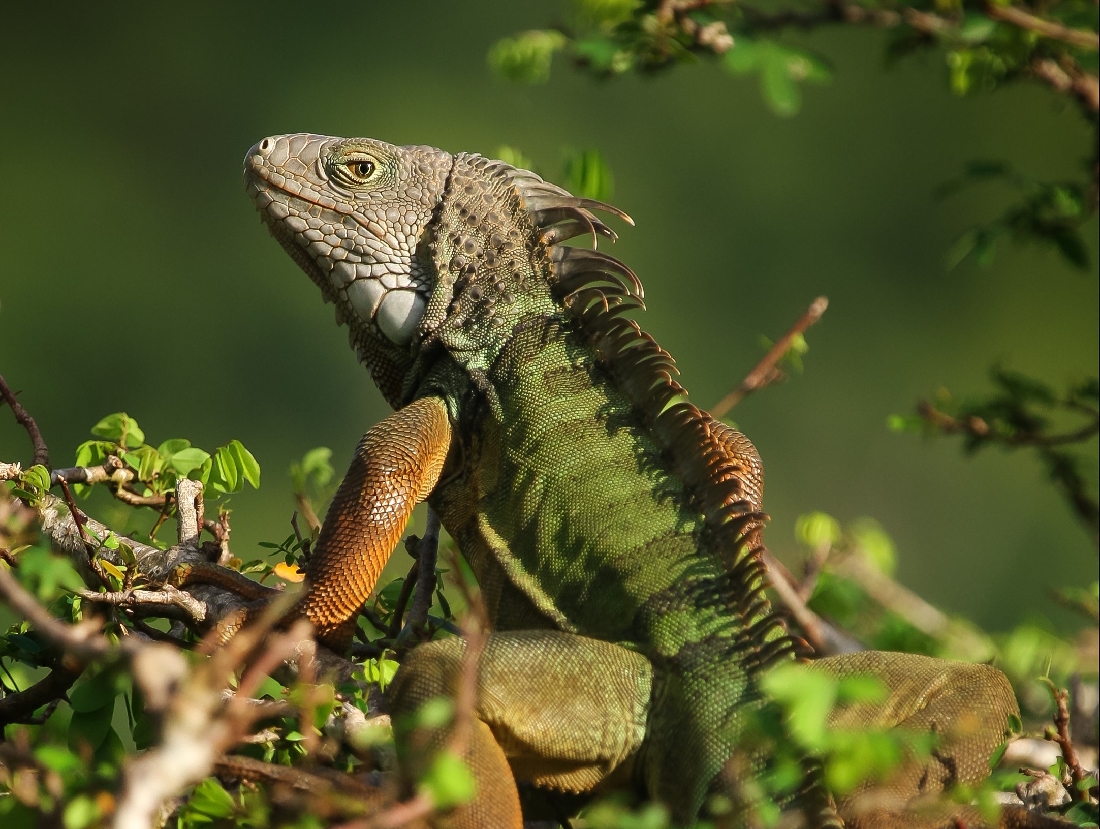 Most popular exotic pets are most likely to be dumped in the wild