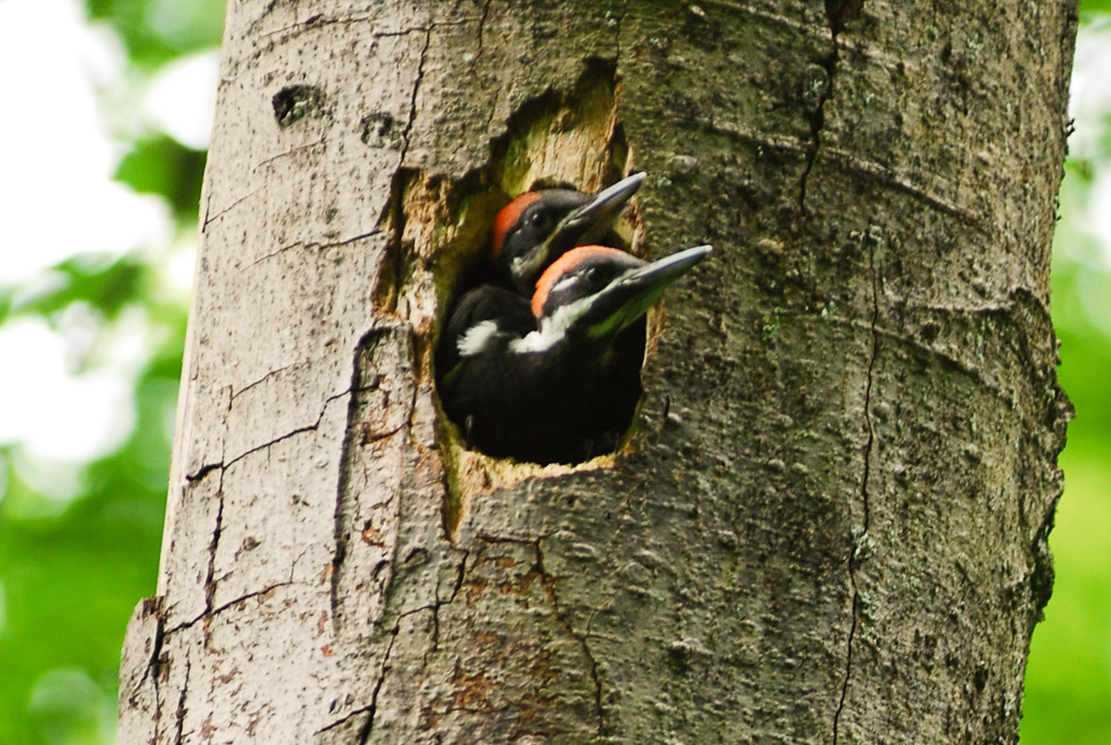 Urban development and woodpeckers coexist in Seattle