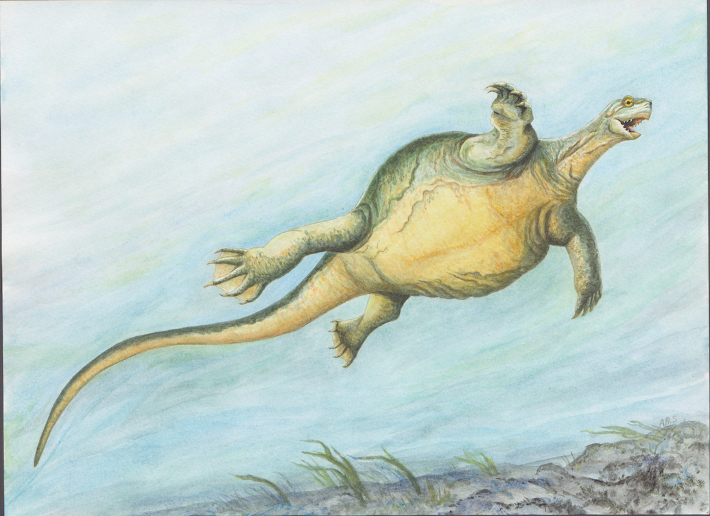 Fossil reveals how turtles developed a shell and toothless beak