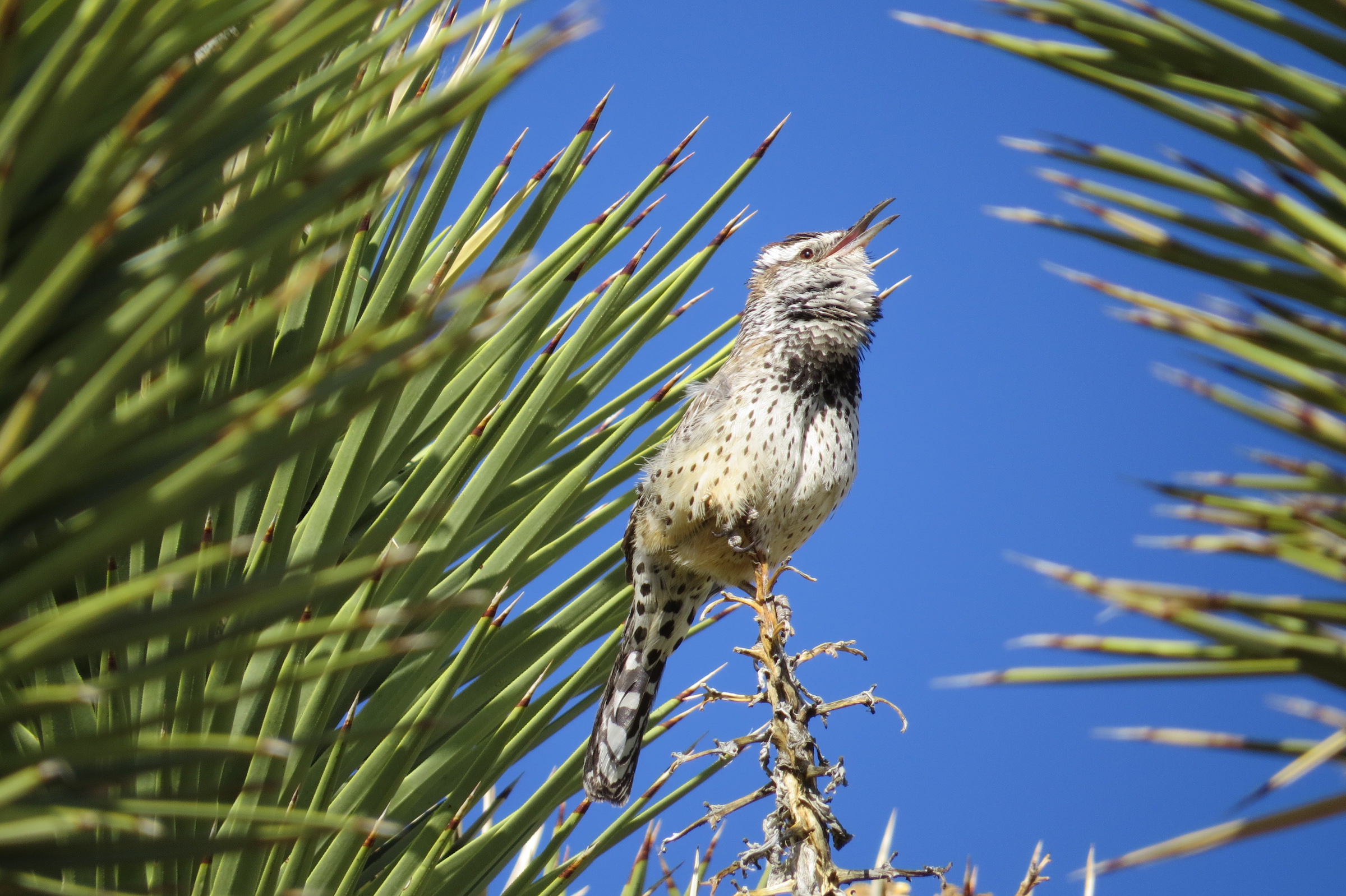 Mojave bird populations see big declines due to climate change