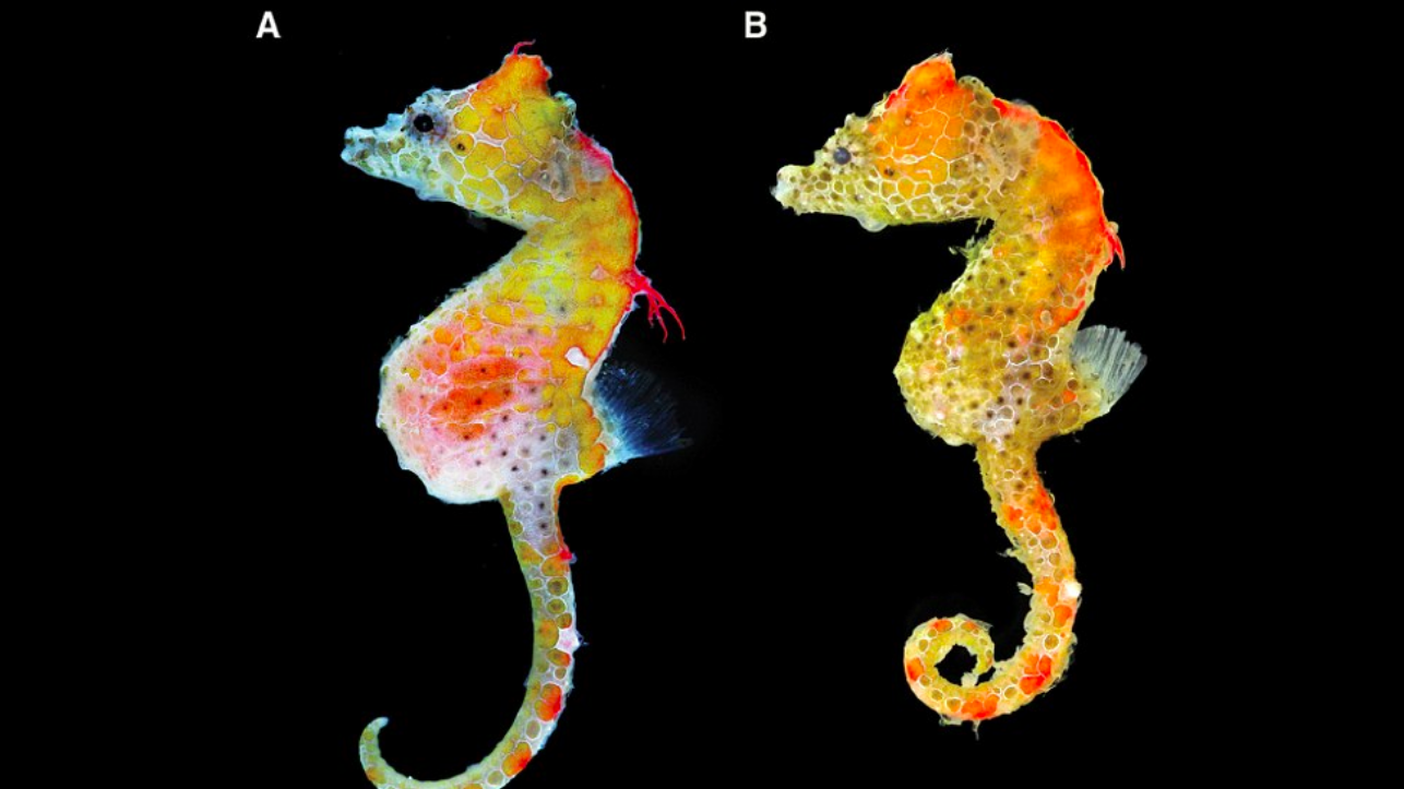 New “paisley” pygmy seahorse discovered in Japan