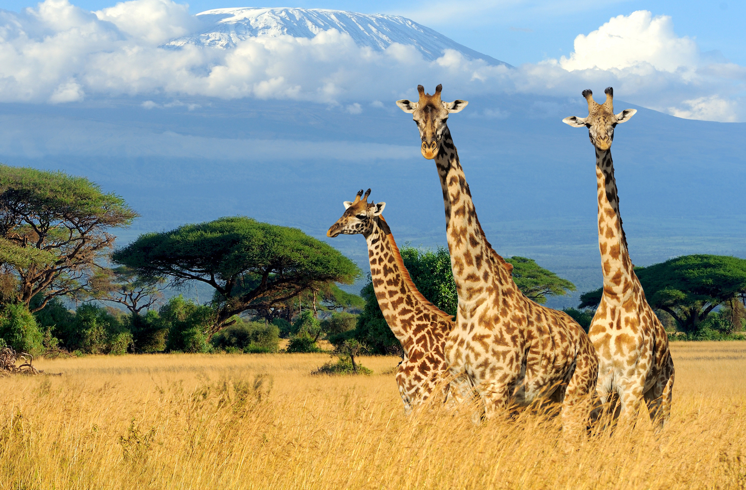 Giraffe parts sold legally in the US despite declining numbers