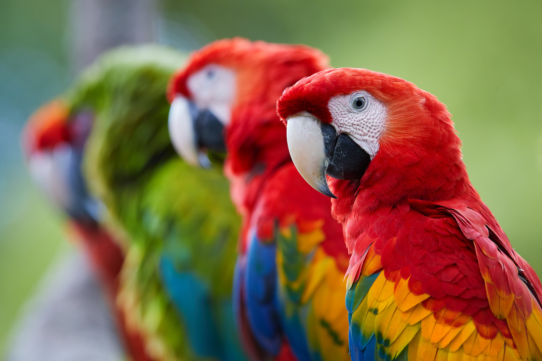 Parrots blush as a way to communicate with their owner