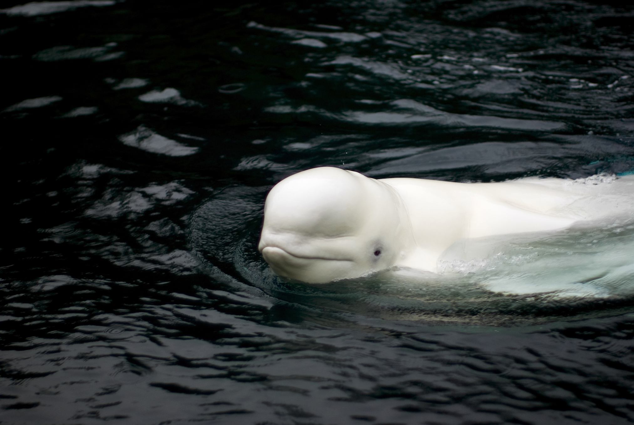 Whales reveal why females of certain species go through menopause