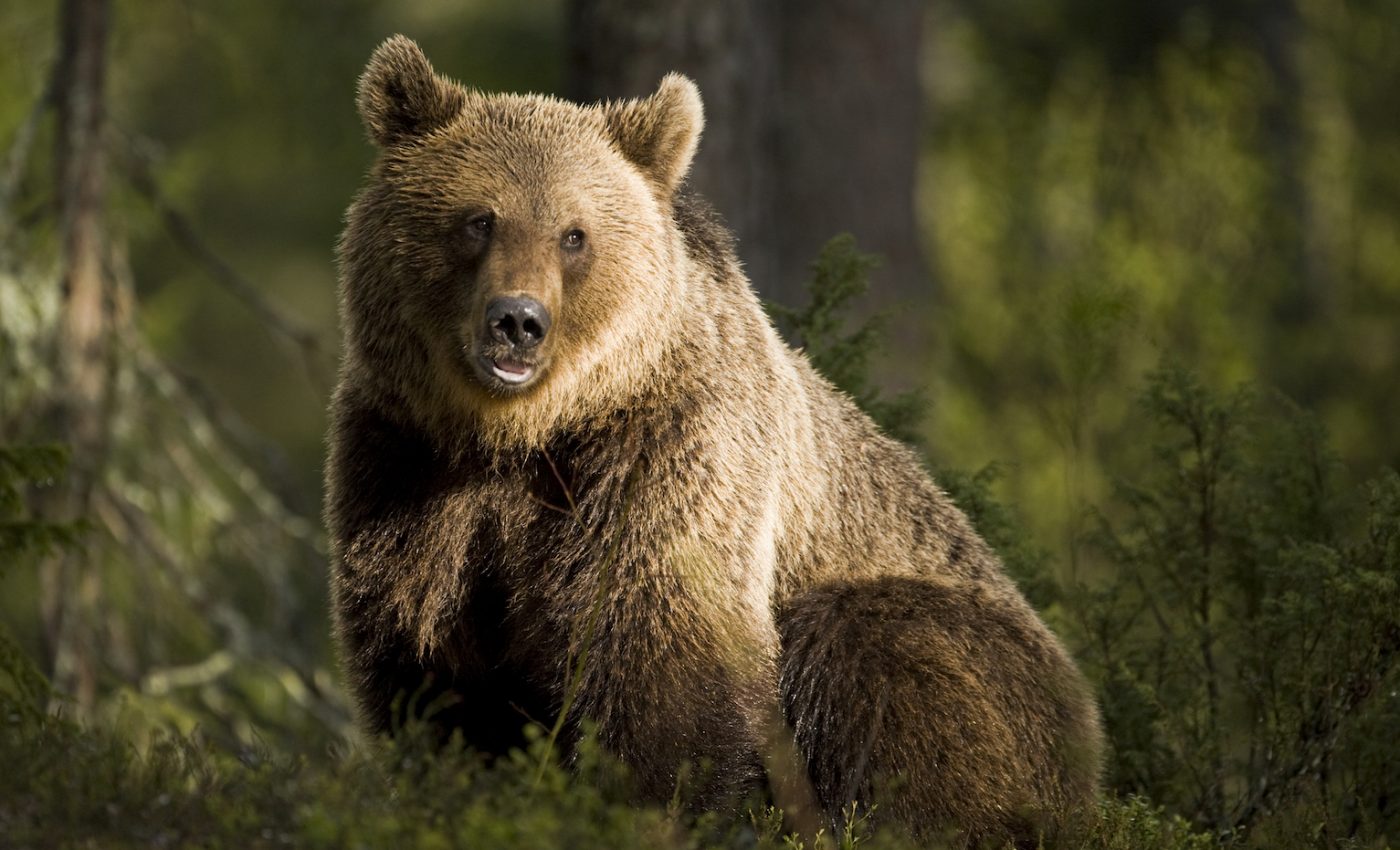 Modern brown bears contain DNA from massive Ice Age cave bears