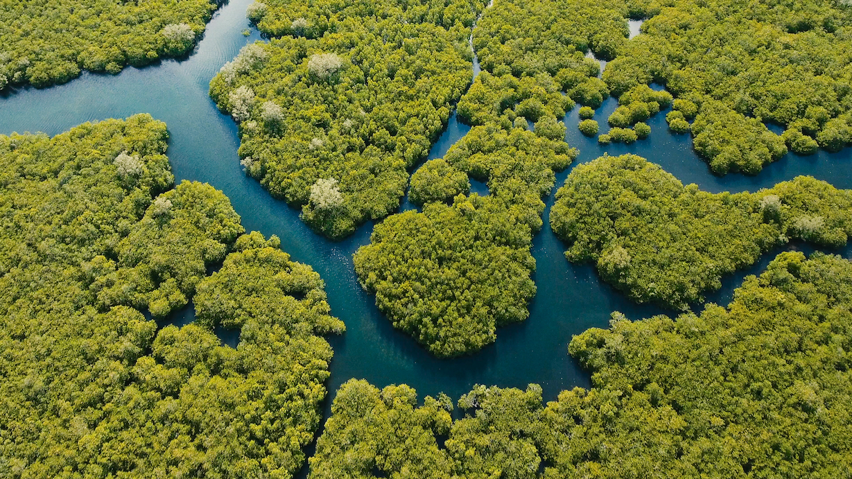 Mangroves could provide a defense against rising sea levels