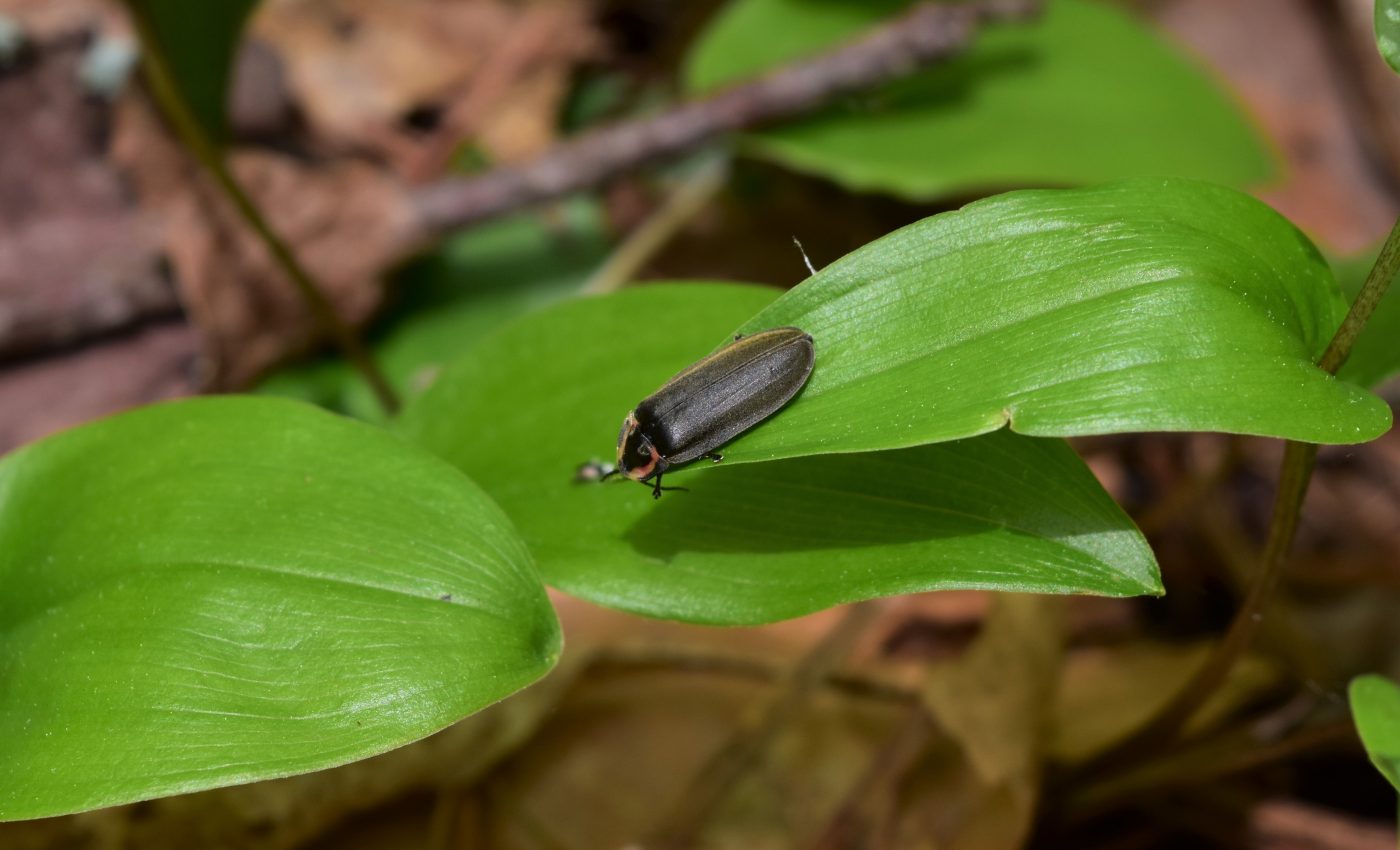 Shed a light: The evolution of fireless fireflies