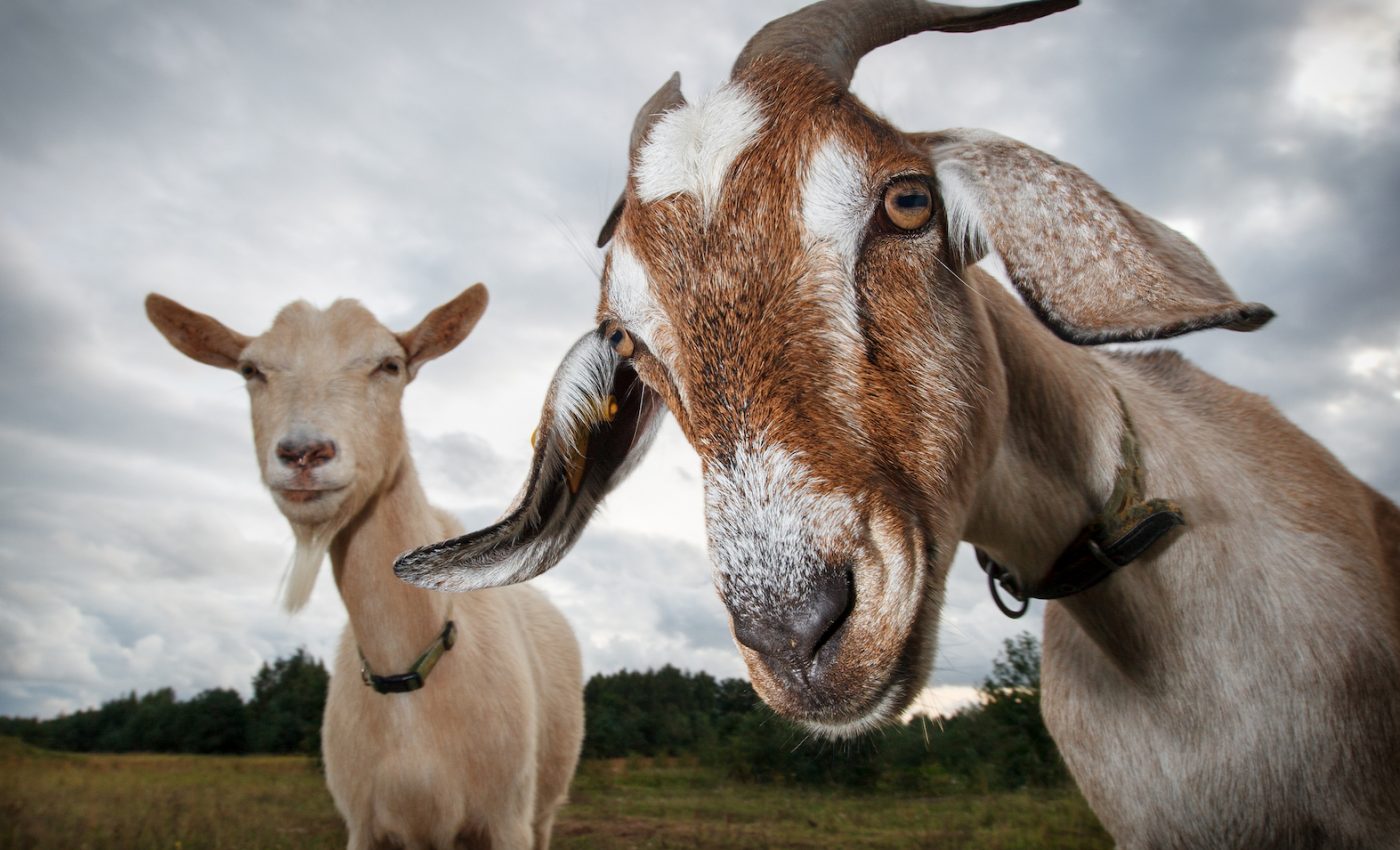 Goats prefer to hang out with people who seem happy, study finds