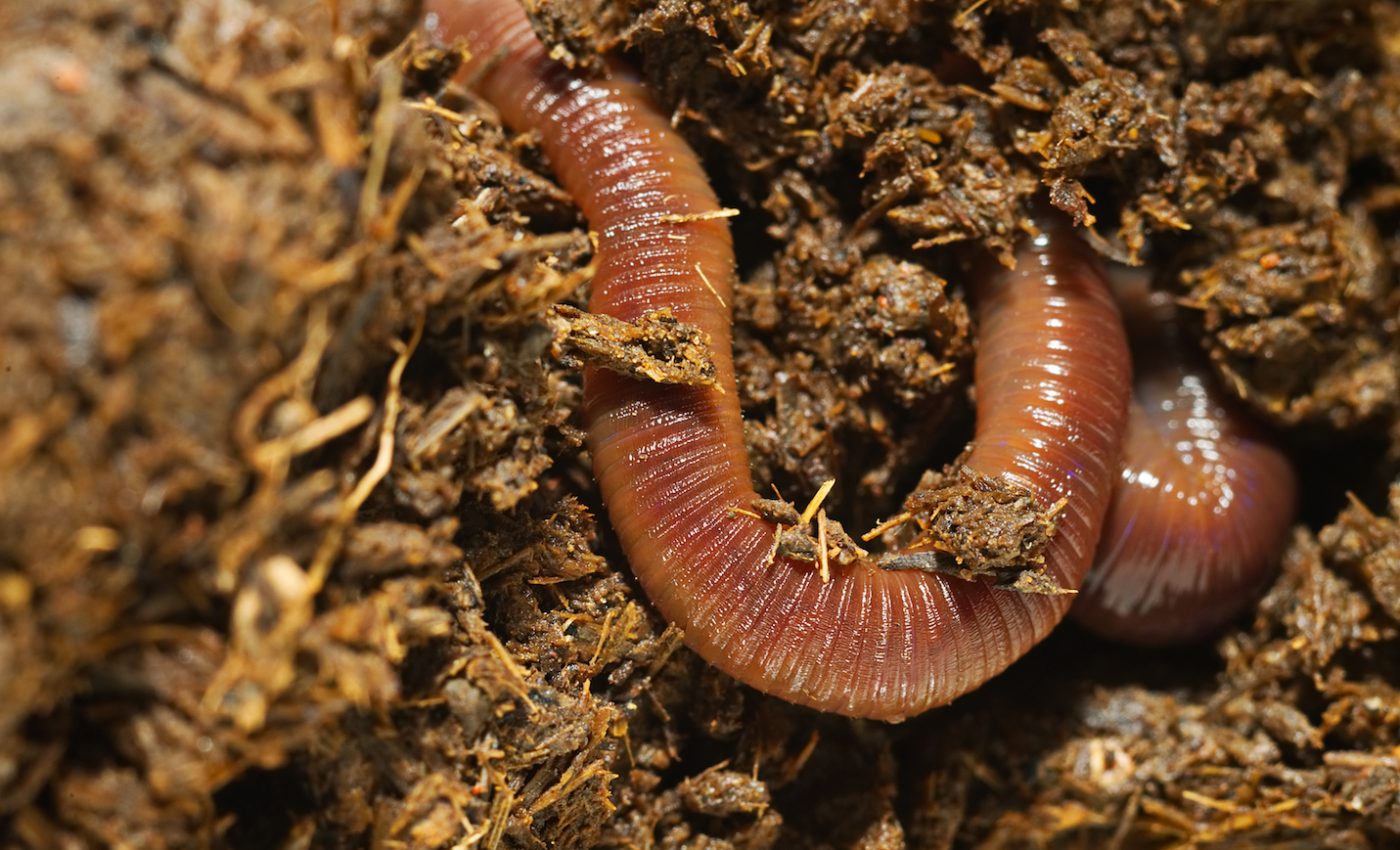 A crawling shape intrudes: The earthworm invasion