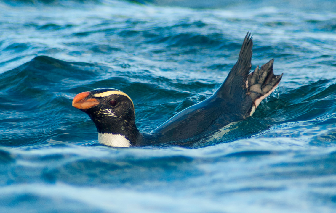 New Zealand penguins migrate 1,500 miles after breeding to refuel