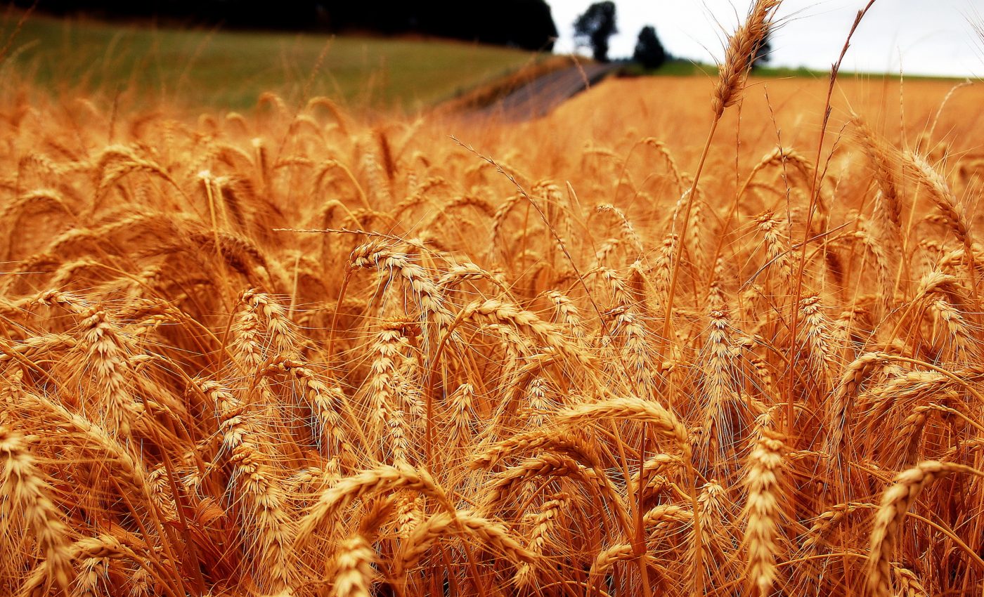 As climate warms, more insects will result in major crop loss