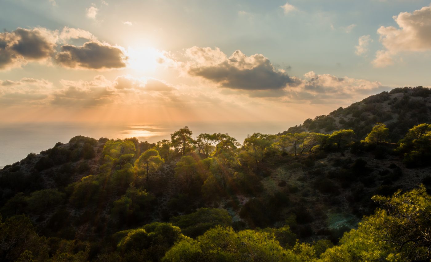 How the once-sprawling Mediterranean forests were destroyed