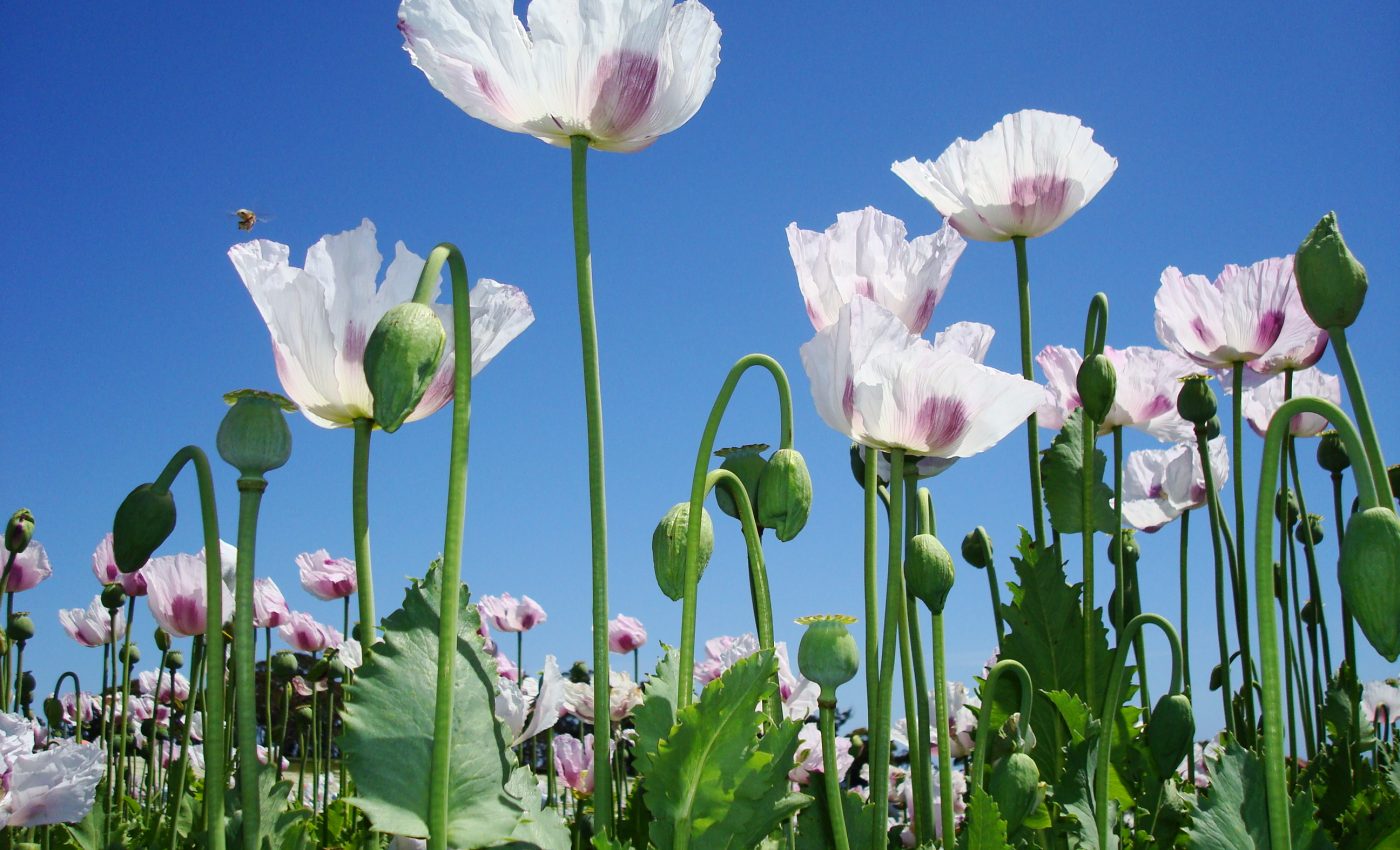 How the poppy evolved to produce compounds for pain relief