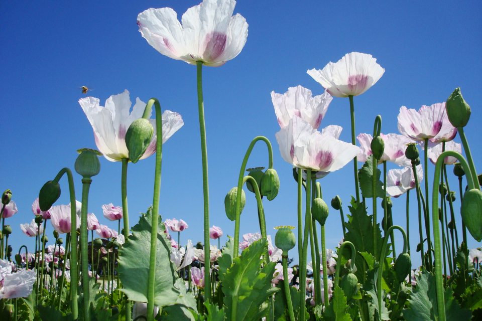 History of the Poppy Flower