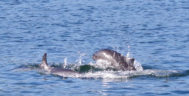Lone dolphin may have adapted to communicate with local porpoises