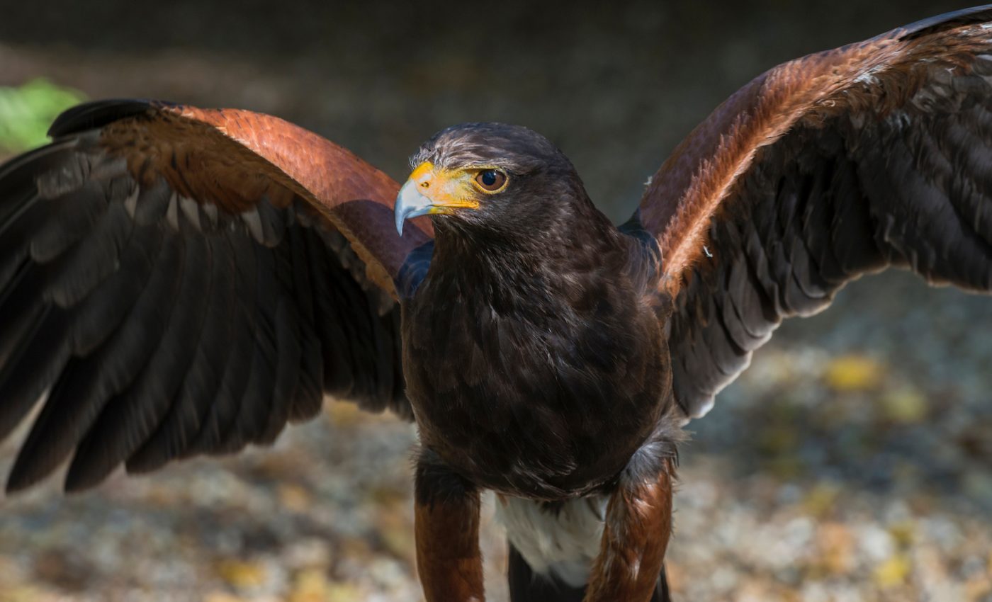 The secret weapon that helps hawks be such great hunters