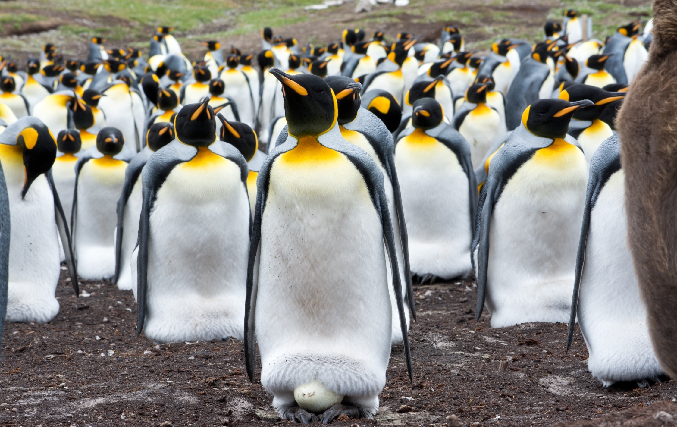 Earth’s largest king penguin colony has declined by 90 percent