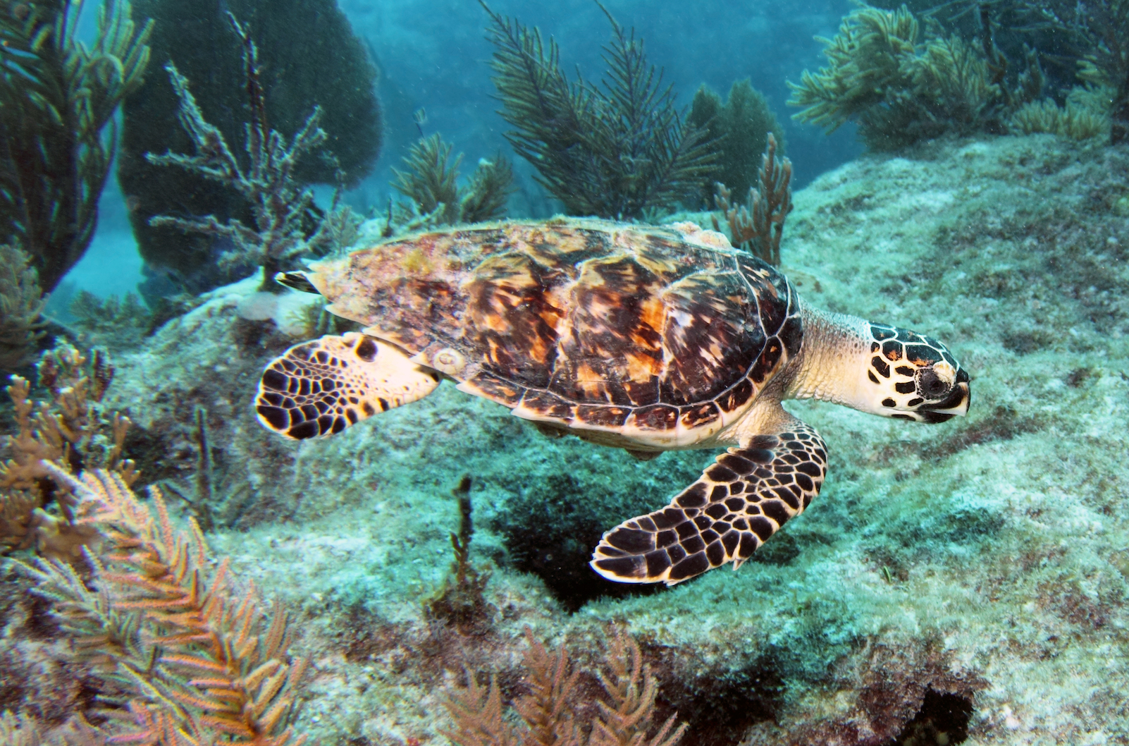Persistent algae bloom in the Gulf of Mexico is killing Sea Turtles