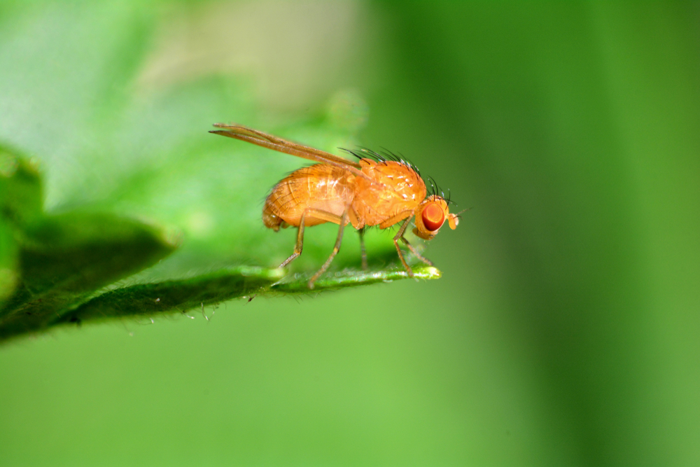 Fruit flies can travel miles a day without getting lost