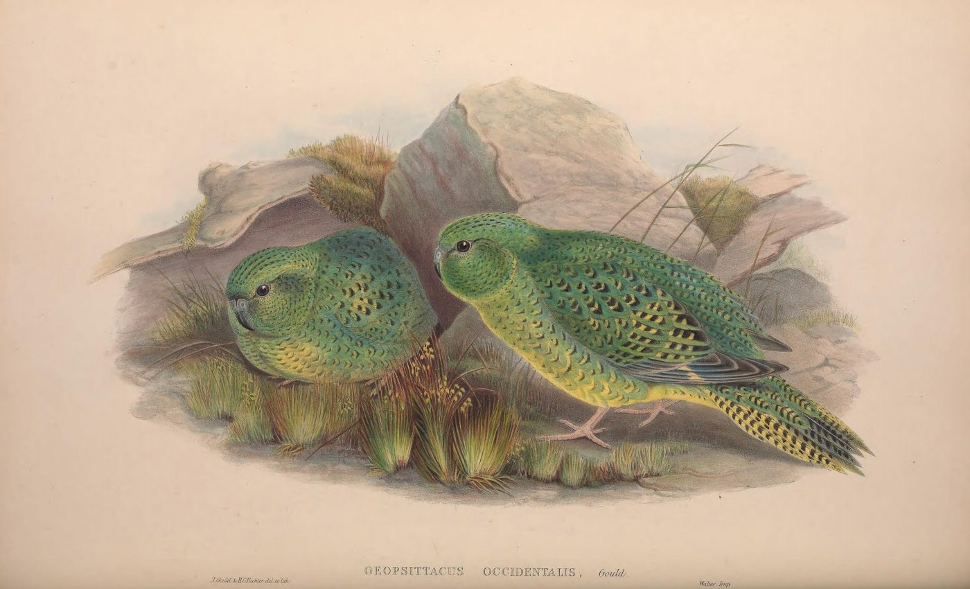 Because the night: A parrot after dark