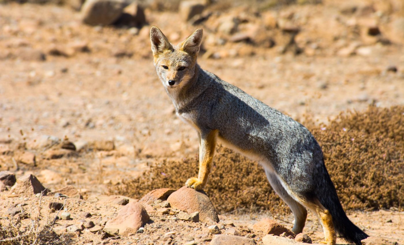 When wild animals are mistaken for pets
