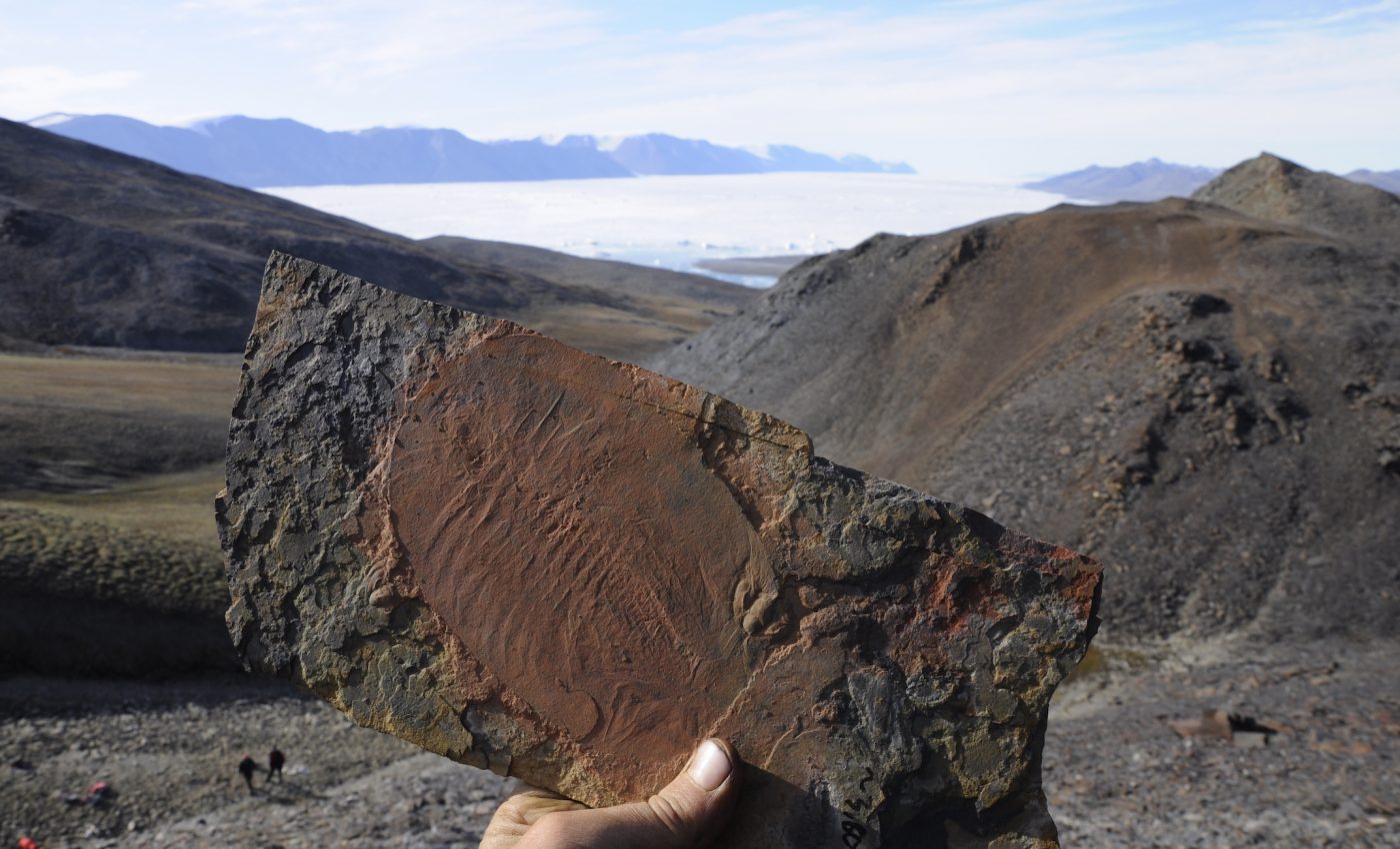 How the diverse shapes of the Earth’s species evolved